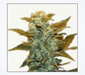 Gorilla Glue feminized marijuana seeds